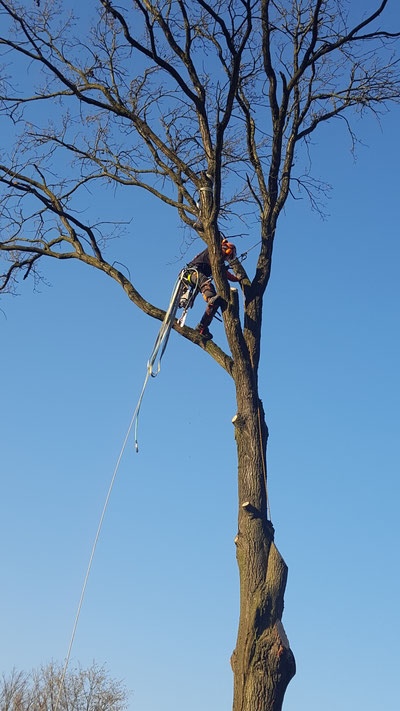 Seilkletterer arbeitet hoch oben am Stamm, Sicherungsseil reicht bis zum Boden – kontrollierter Rückschnitt in der Krone.